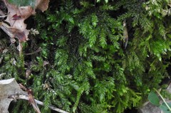 Thamnobryum alleghaniense