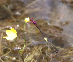 Enallagma dubium