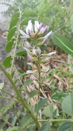Image of Glycyrrhiza glabra by (c) Santiago Martín-Bravo, some rights reserved (CC BY)