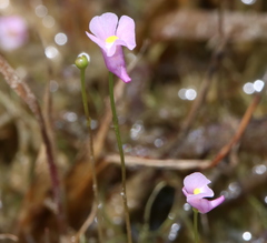 Utricularia resupinata