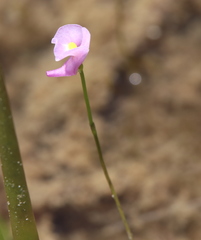 Utricularia resupinata
