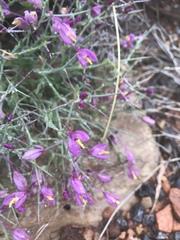 Rhinotropis subspinosa