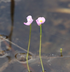 Utricularia resupinata