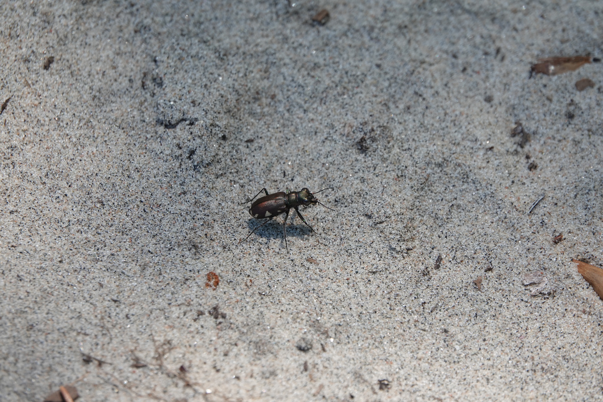 Cicindela scutellaris
