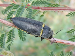 Hippomelas sphenicus
