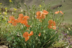 Papaver fugax
