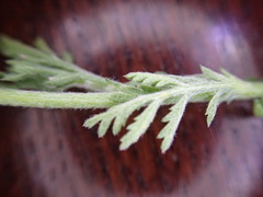 Anthemis ruthenica