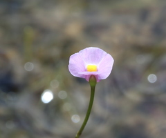 Utricularia resupinata
