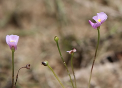 Utricularia resupinata