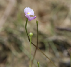 Utricularia resupinata