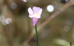 Utricularia resupinata