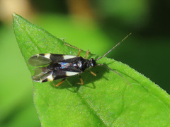Dryophilocoris flavoquadrimaculatus