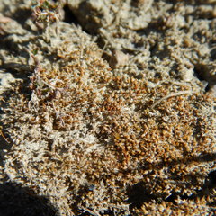 Pterygoneurum ovatum