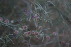 Astragalus karakugensis