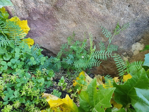 Image of Vicia disperma by (c) Mehdi Chetibi, some rights reserved (CC BY)