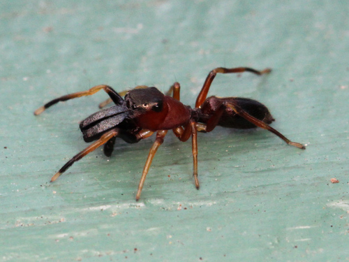 Ant mimic jumping spider photo 5