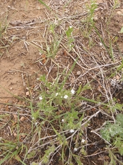 Cryptantha crassisepala