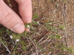 Cryptantha crassisepala