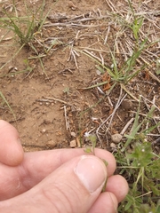 Cryptantha crassisepala