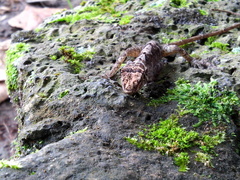 Anolis schiedii
