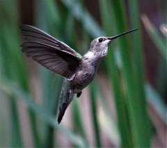 Archilochus alexandri