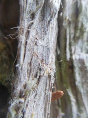 Microcalicium ahlneri