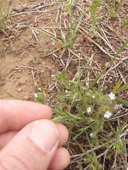 Cryptantha crassisepala