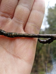 Phaeocalicium populneum