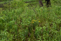 Lithospermum canescens