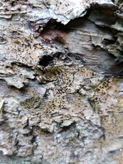 Pseudoschismatomma rufescens