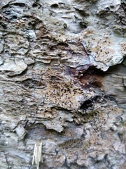 Pseudoschismatomma rufescens