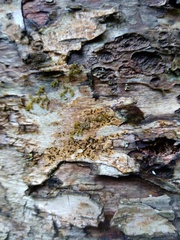 Pseudoschismatomma rufescens