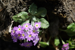 Primula farinifolia