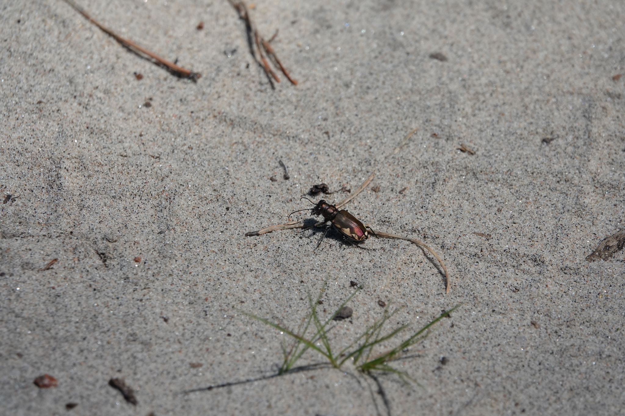 Cicindela scutellaris