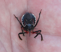 Apiomerus californicus