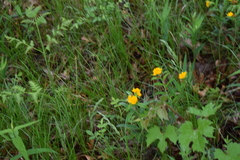 Lithospermum canescens