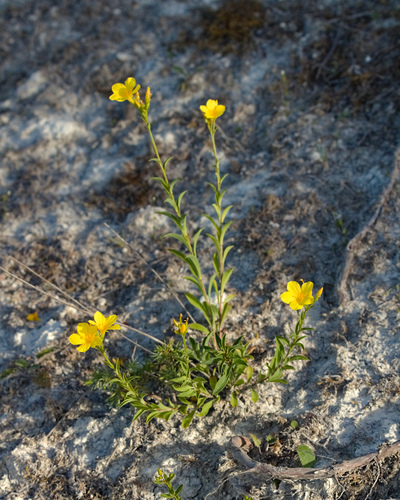 Linum flavum (Linum flavum)