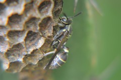 Mischocyttarus pallidipectus