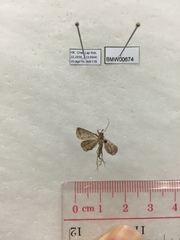 Lysimelia neleusalis