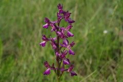 Anacamptis morio caucasica