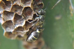 Mischocyttarus pallidipectus