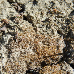 Pterygoneurum ovatum