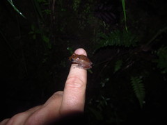 Pristimantis parvillus