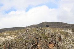 Juniperus sabina
