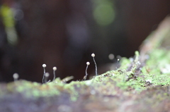 Chaenotheca gracilenta