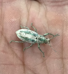 Compsus viridivittatus