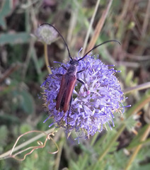 Stenurella approximans