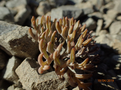 Lignocarpa carnosula