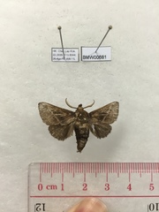 Quasithosea obliquistriga