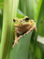 Hyla japonica